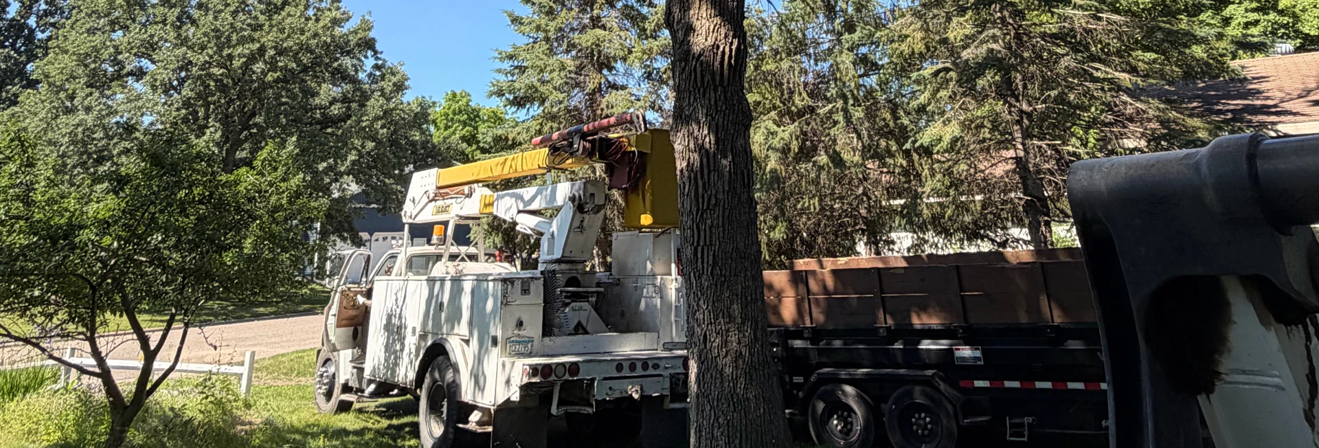 Tree Removal & Large Tree Removal breadcrumb