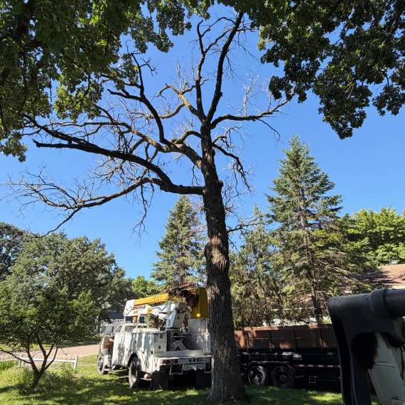 Tree Removal & Large Tree Removal